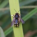 Anthidium_Bee.JPG